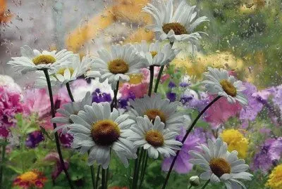 daisy