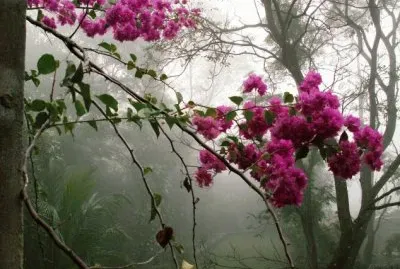 פאזל של Bougainvillaea  Costa Rica