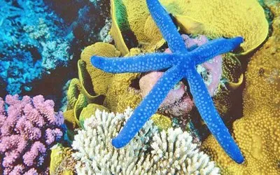 fondo Marino jigsaw puzzle