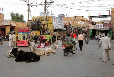 Holy Cows on the Street  India