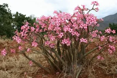 Desert Rose  Tanzania