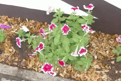 Delicadeza
