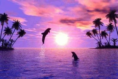 dolphins