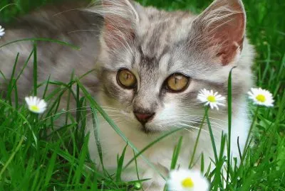 gatet