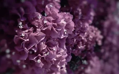 Purple Flowers jigsaw puzzle