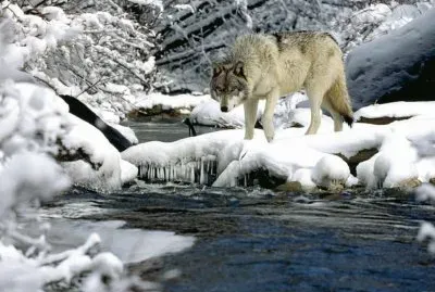 Winter Fishing