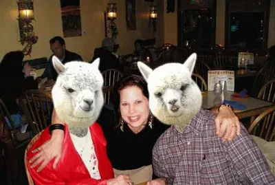 amy and the llamas