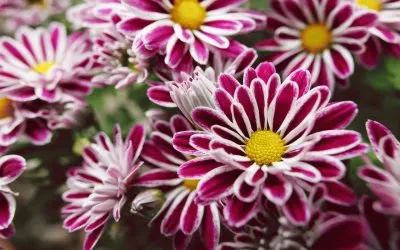 Colors in the Garden