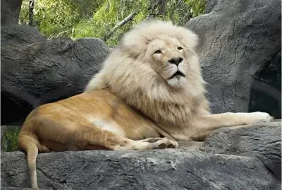Beautiful Lion