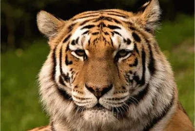 Beautiful Tiger