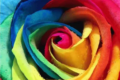 BotÃ£o de Rosa Colorido