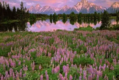 Pilgrim Creek  Grand Teton  Wyoming  USA