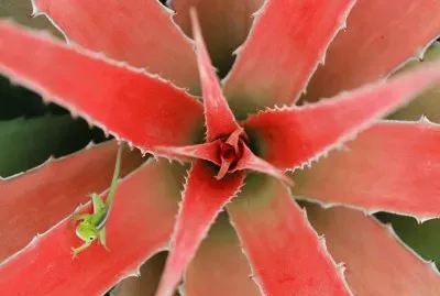 lagarto jigsaw puzzle