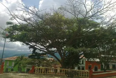 arbol