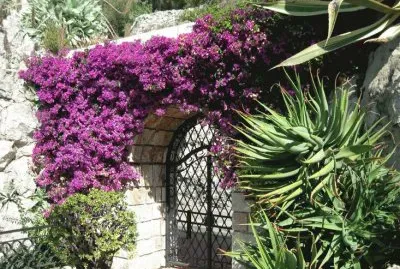 Flower Riviera  Italy