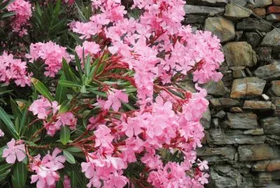 Flowers  Italian Riviera