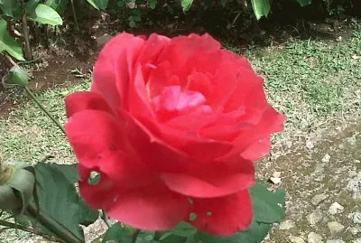 flor