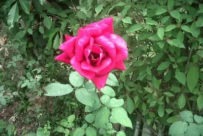 flores