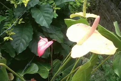 פאזל של flores