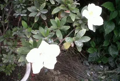 flores