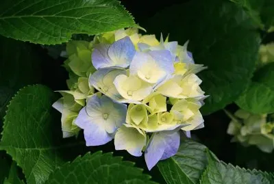 hortensias