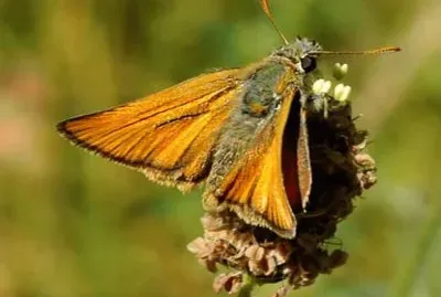 Thymelicus Sylvestris