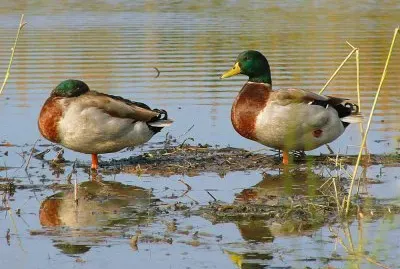 Two Friends jigsaw puzzle