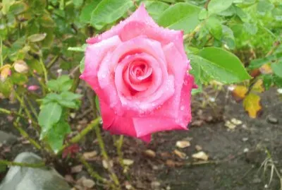 flores