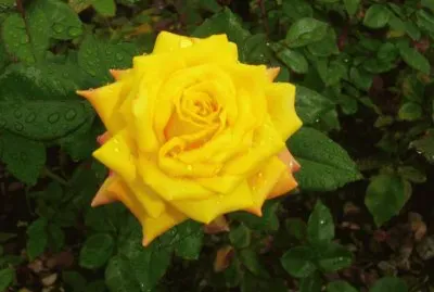 flores