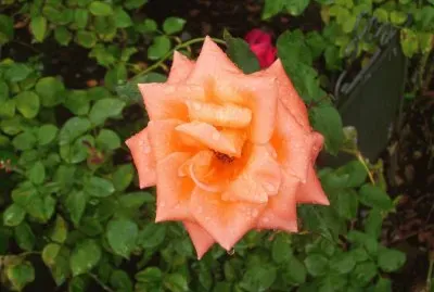 flores