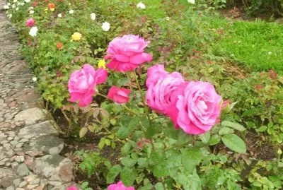 flores