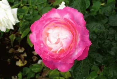 flores