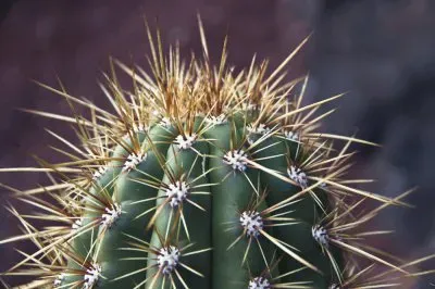 Cactus jigsaw puzzle