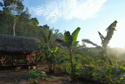Rainforest Sunset