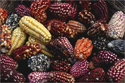 Corn in different Colors