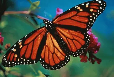 . jigsaw puzzle