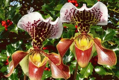 Beautiful Orchids