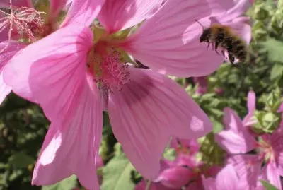 Honey collecting Bee