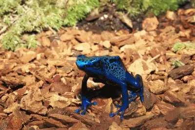 Blue Frog  Surinam