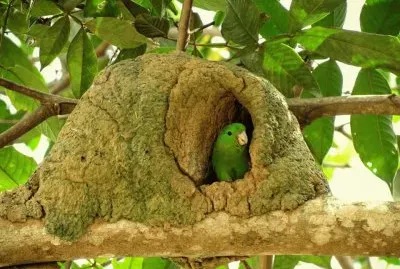 Tuim na casa de Joao de Barro