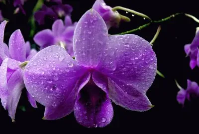 Beautiful Orchid jigsaw puzzle