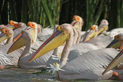 Djoudj National Park  Senegal
