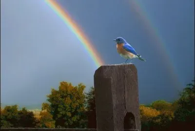 Bird before double rainbow