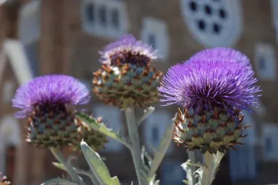 Flowers from Windhoek  Namibia jigsaw puzzle