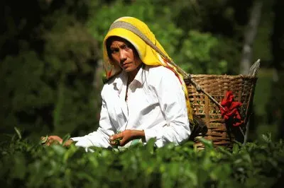 Undermines Star  Sikkim