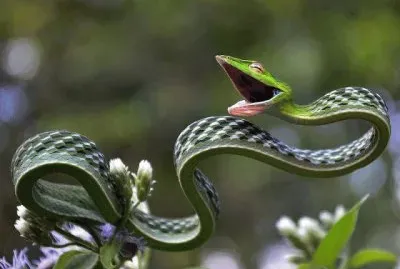 Green Vine Snake