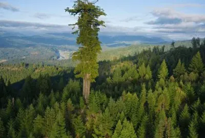 Tallest tree in the woods