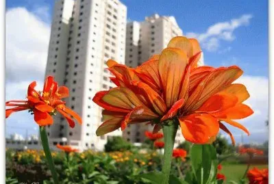 Flor em primeiro plano