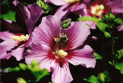 Flowers jigsaw puzzle