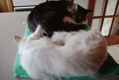 Cats